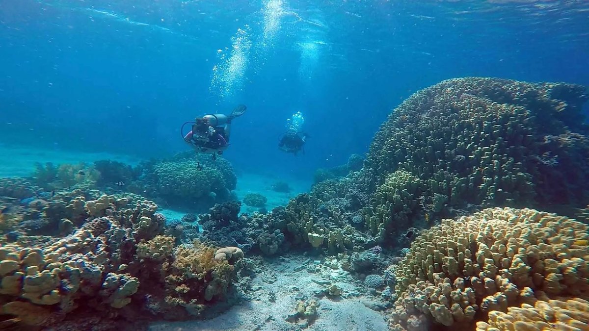 Красное море дайвинг Акаба