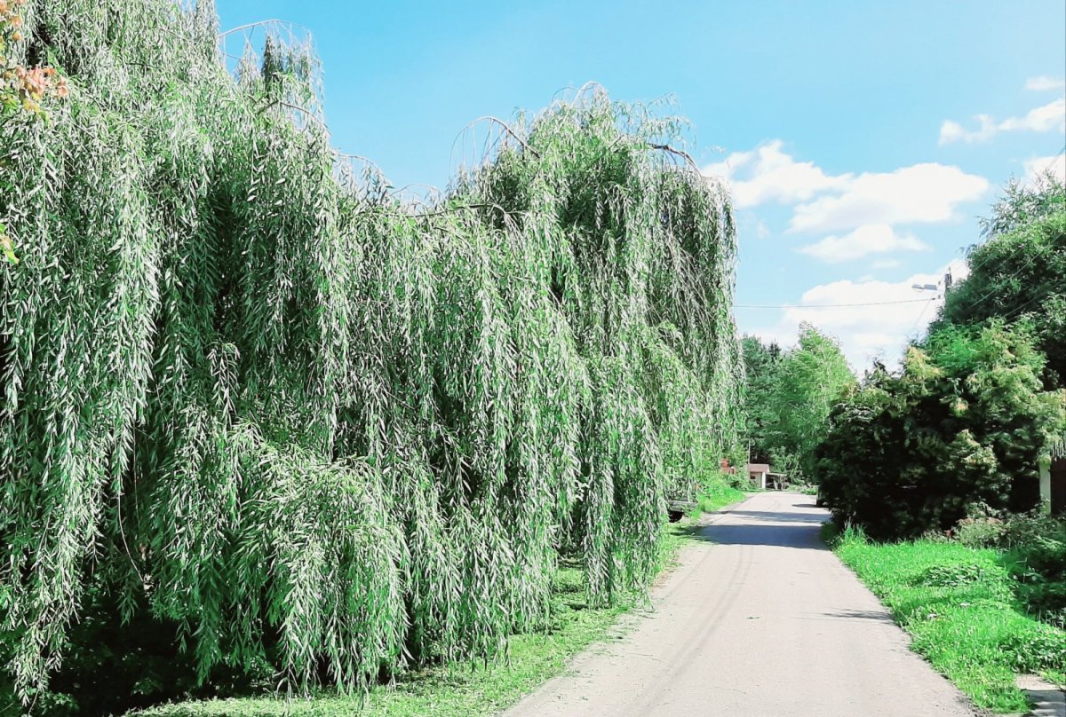 Ива белая памяти Бажова