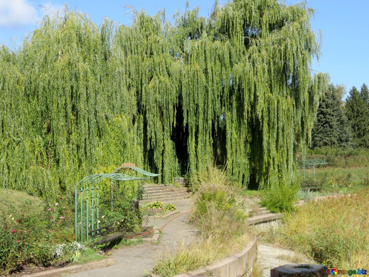 Ива Вавилонская (Salix babylonica)