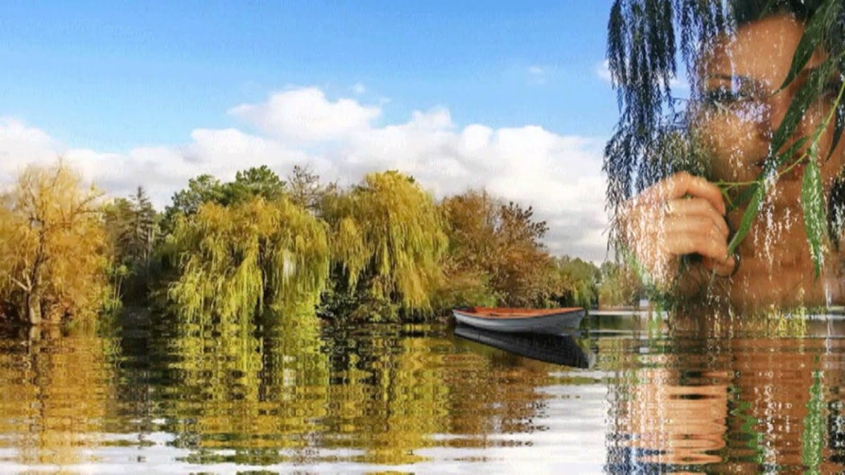 Ивы отражаются в воде