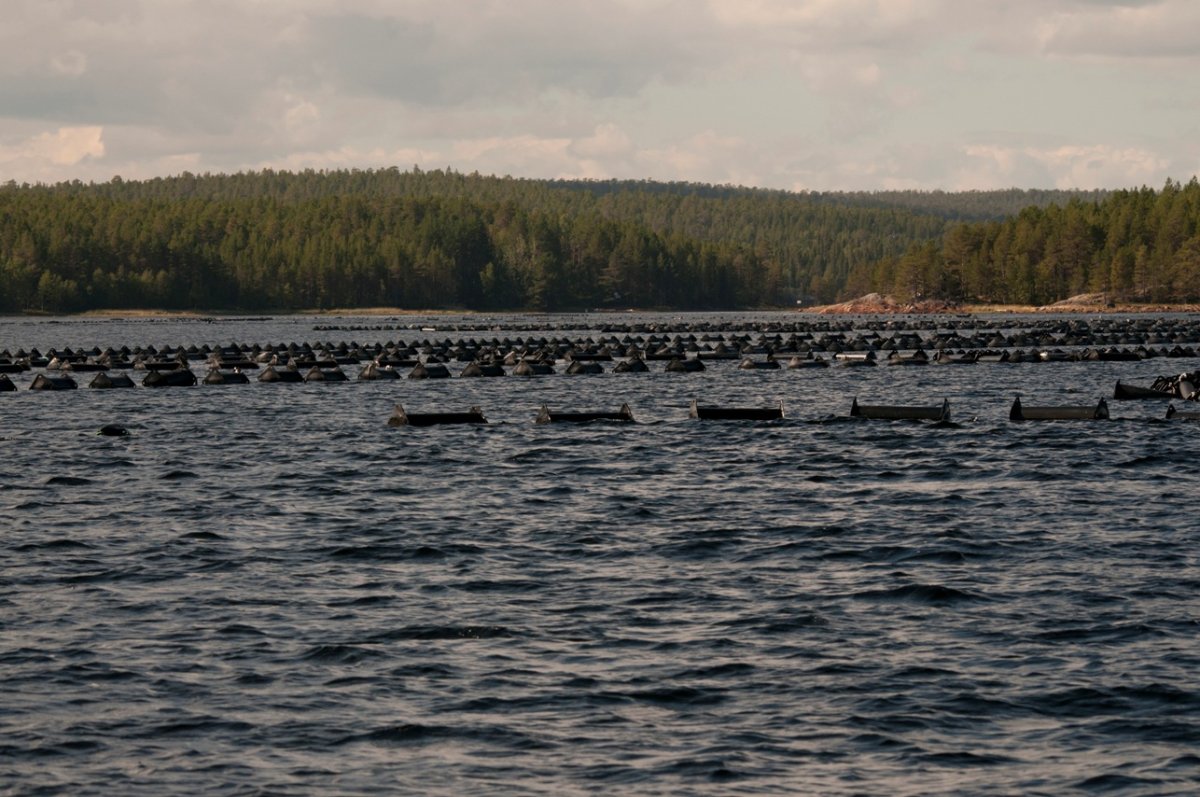 Соностров белое море