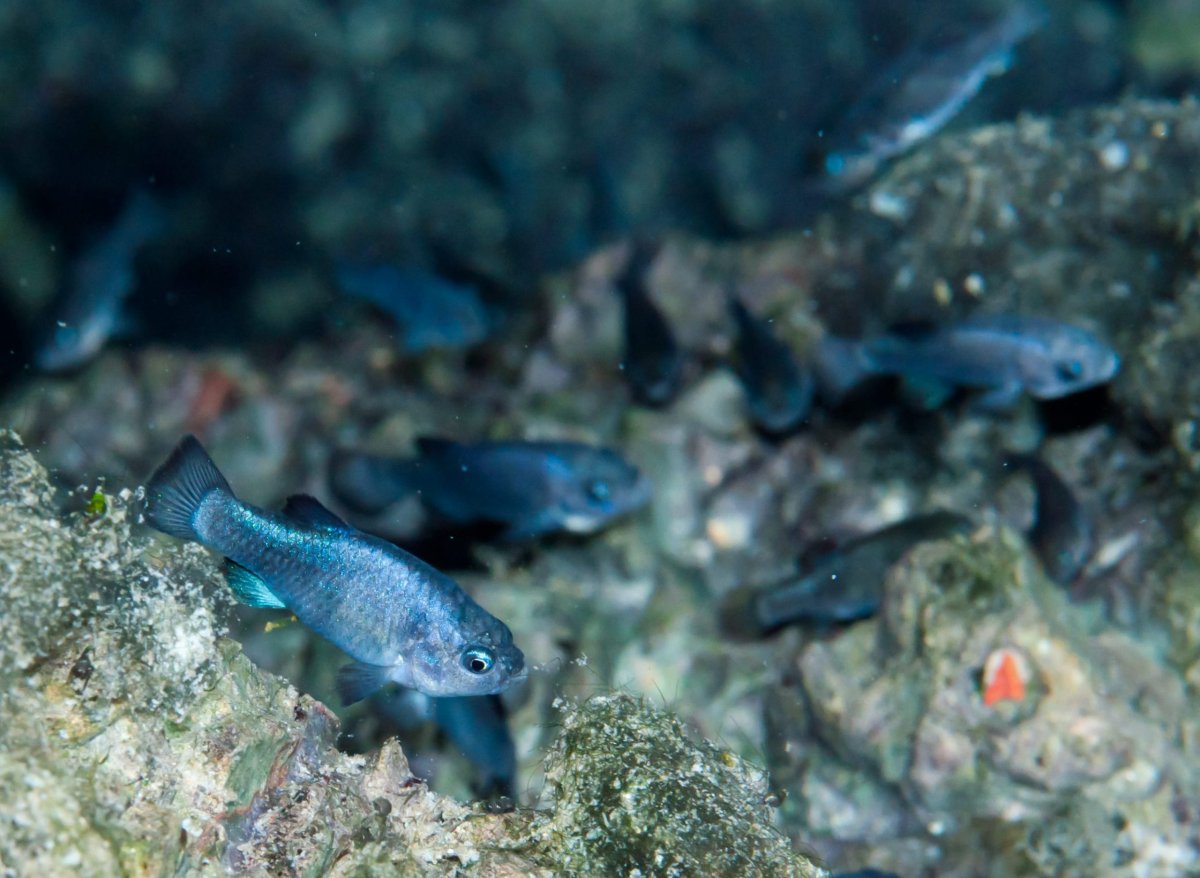 Cyprinodon Diabolis
