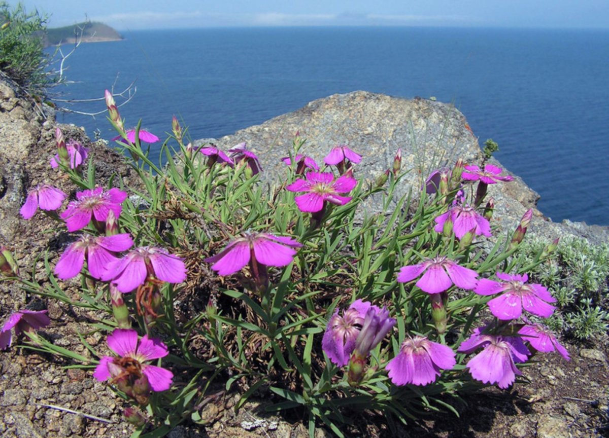Флора Байкала
