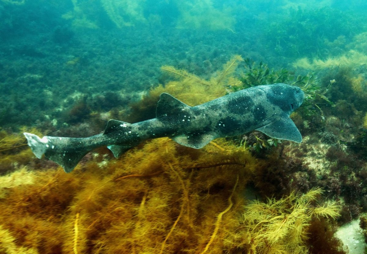 Cephaloscyllium laticeps