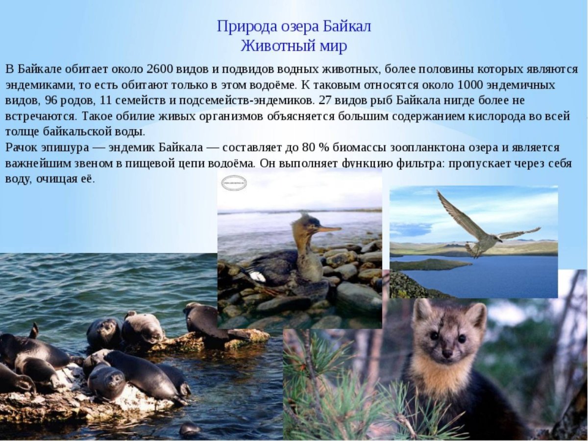 Животные Байкала