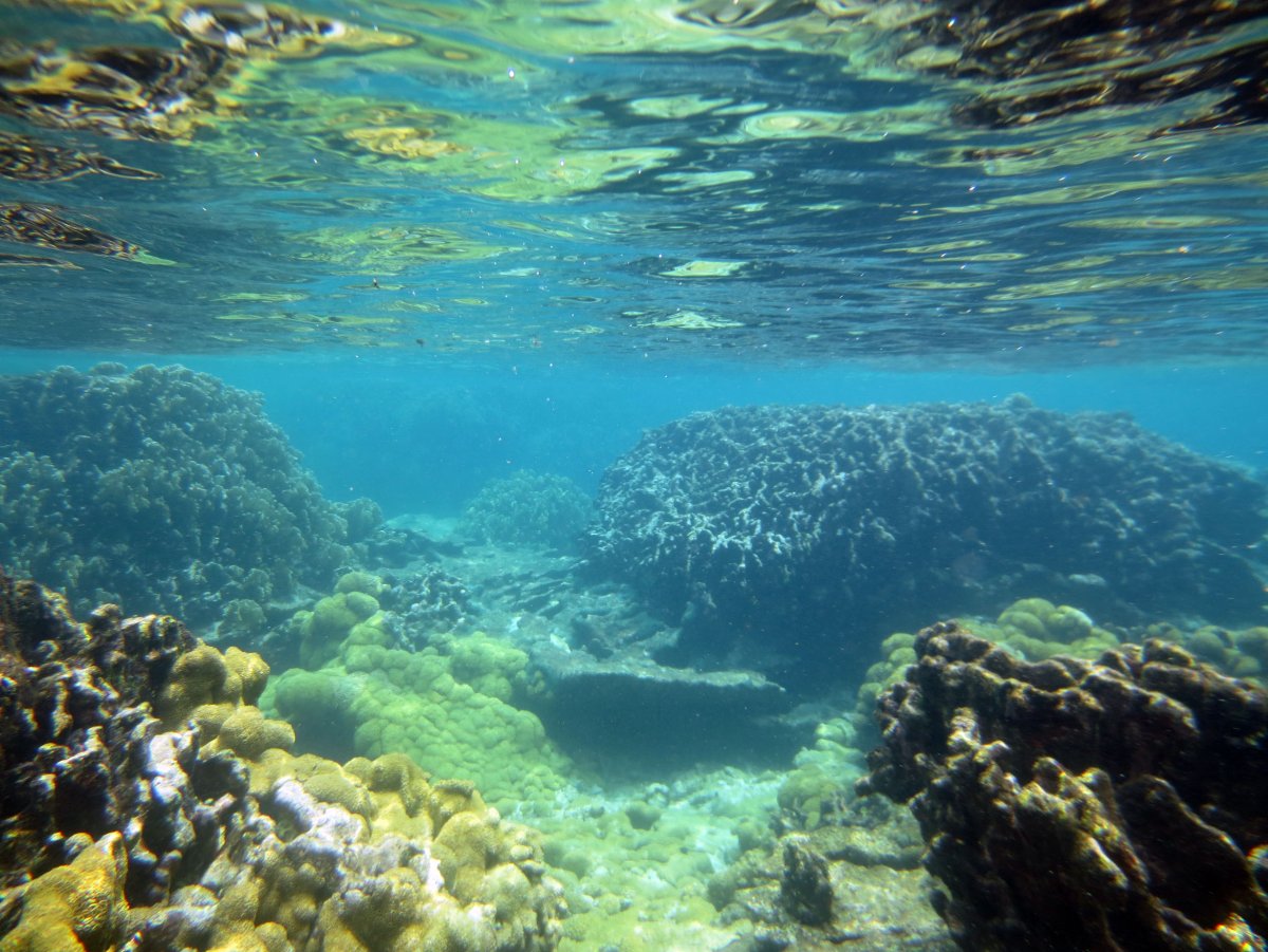 Карибское море подводный мир