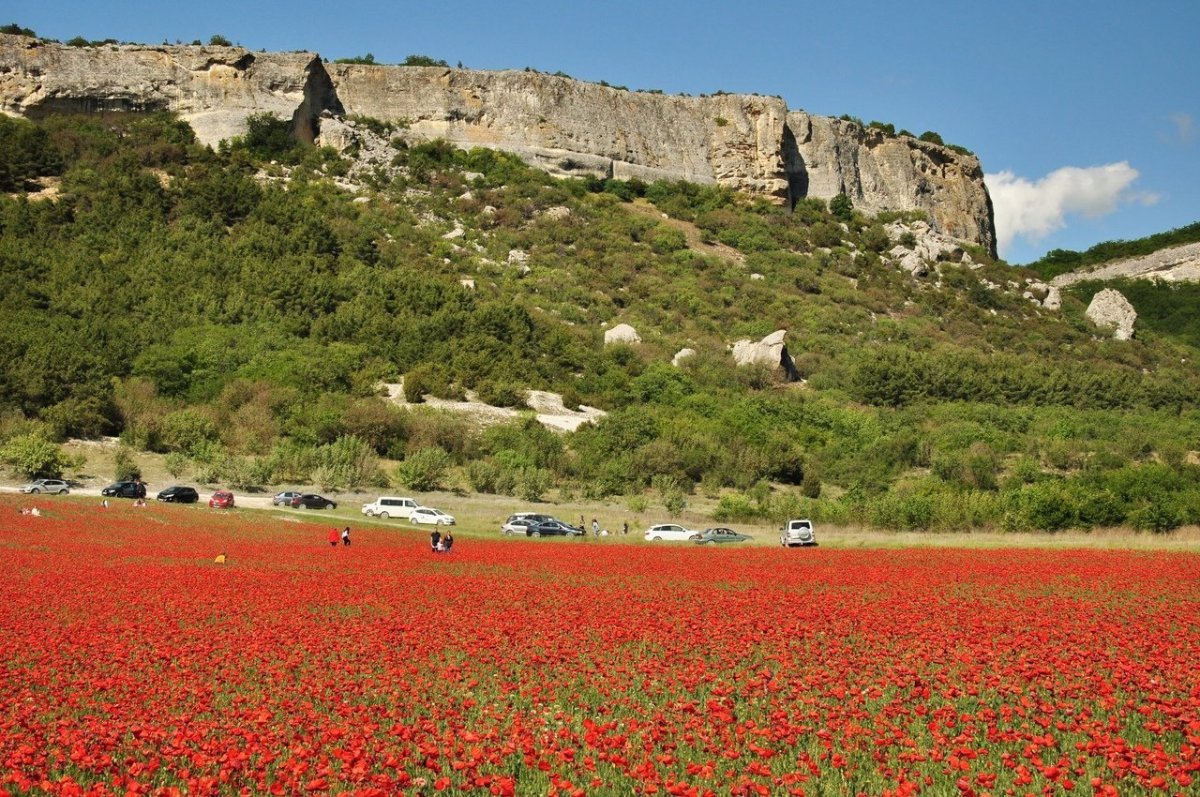 Маковые поля в Крыму