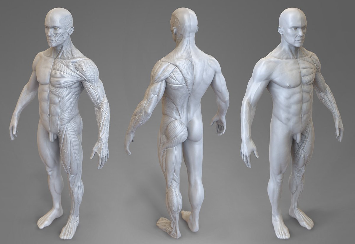 Экорше для Zbrush