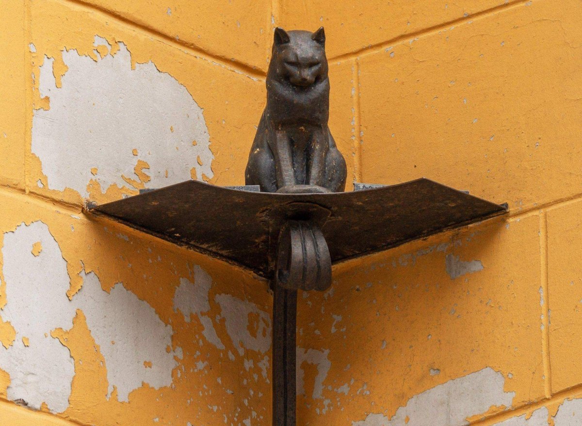 Кот Елисей в Петербурге