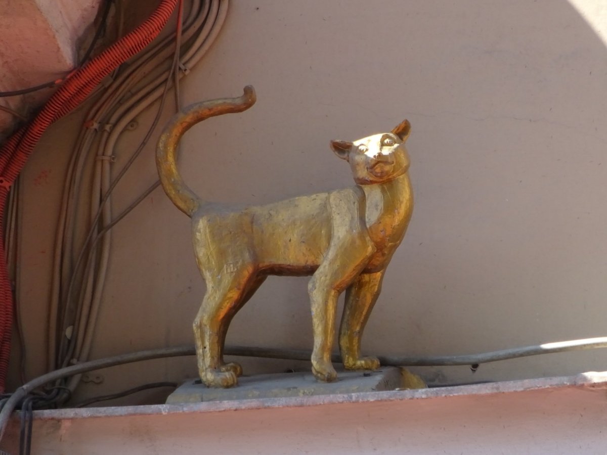 Кот Елисей в Санкт-Петербурге