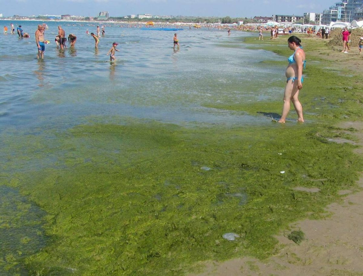 Анапа цветет море 2022