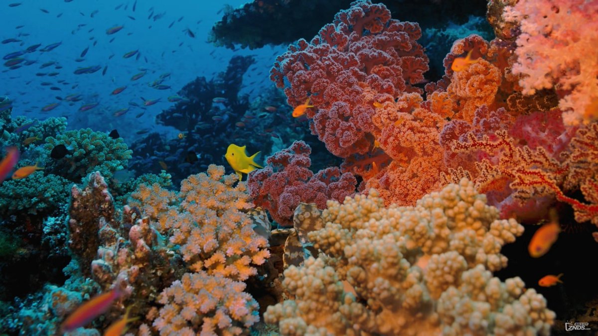 Coral Reef Adventure 2003
