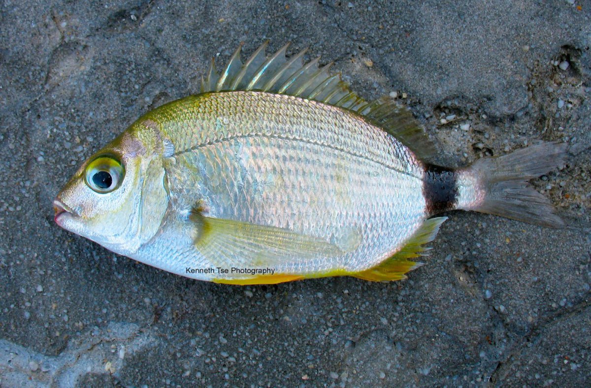 Ласкирь морской карась