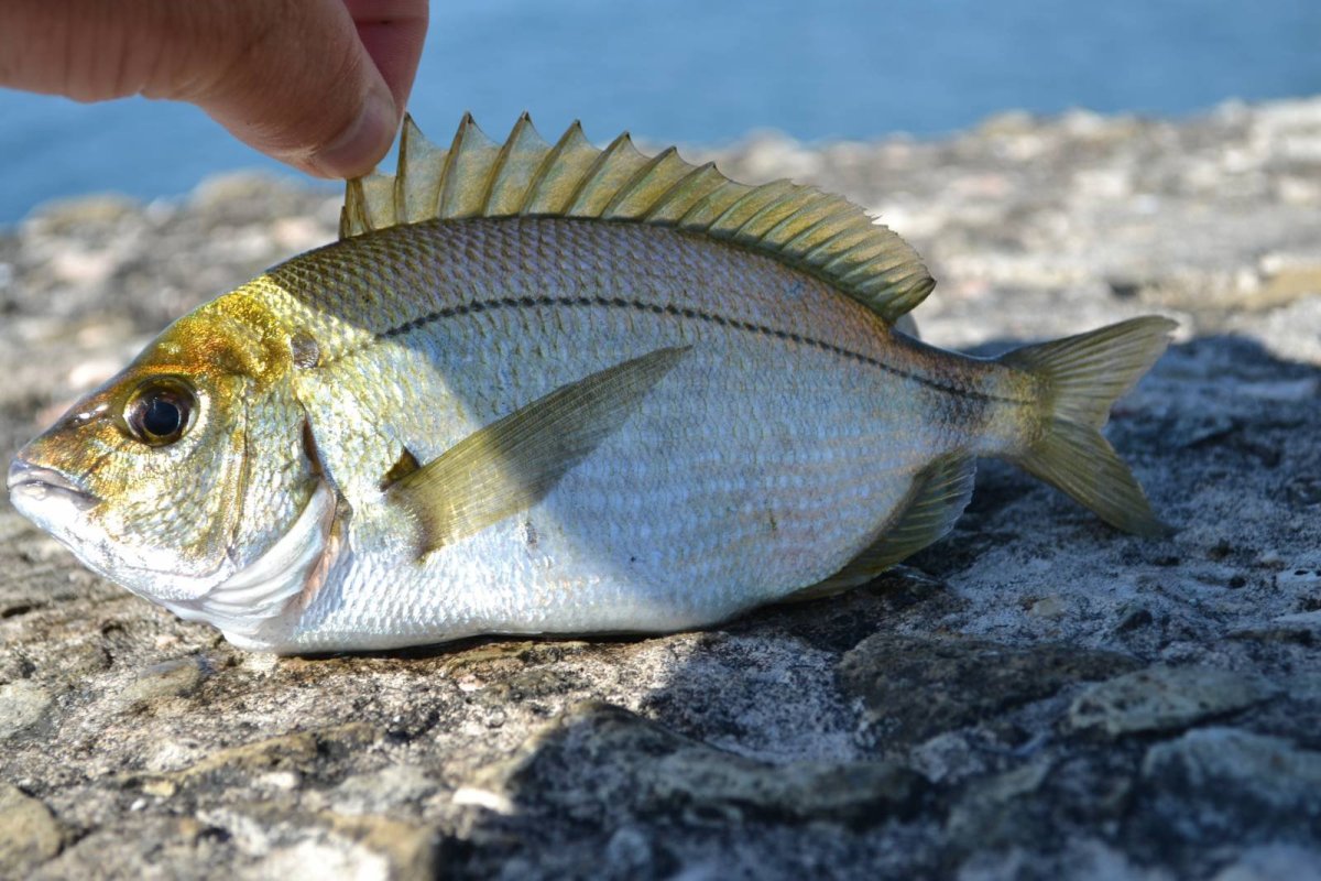 Ласкирь морской карась