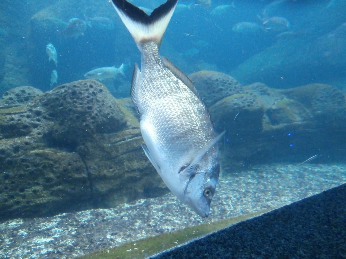 Diplodus puntazzo