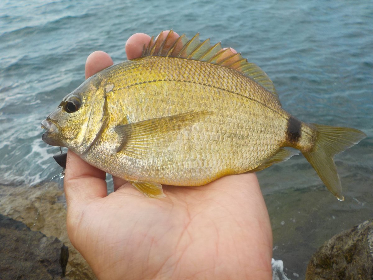 Рыба ласкирь черное море