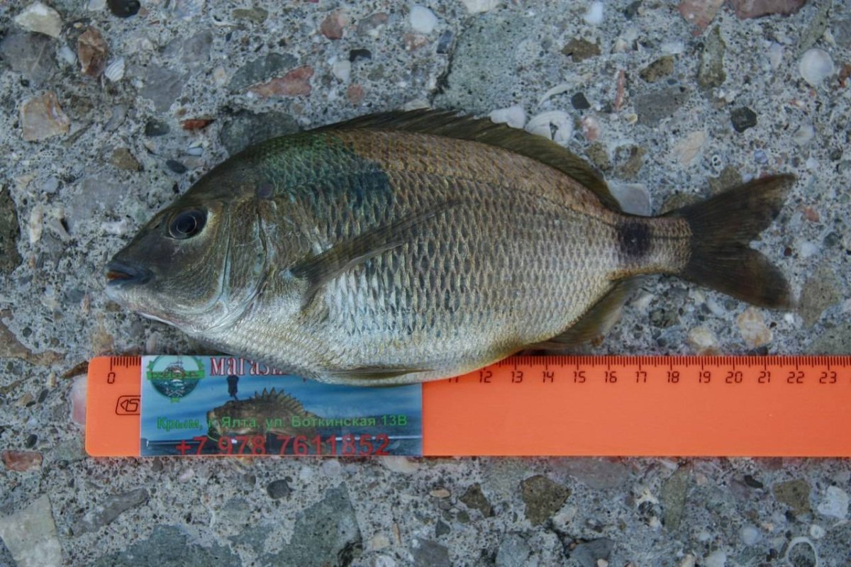 Морской карась Зубарик
