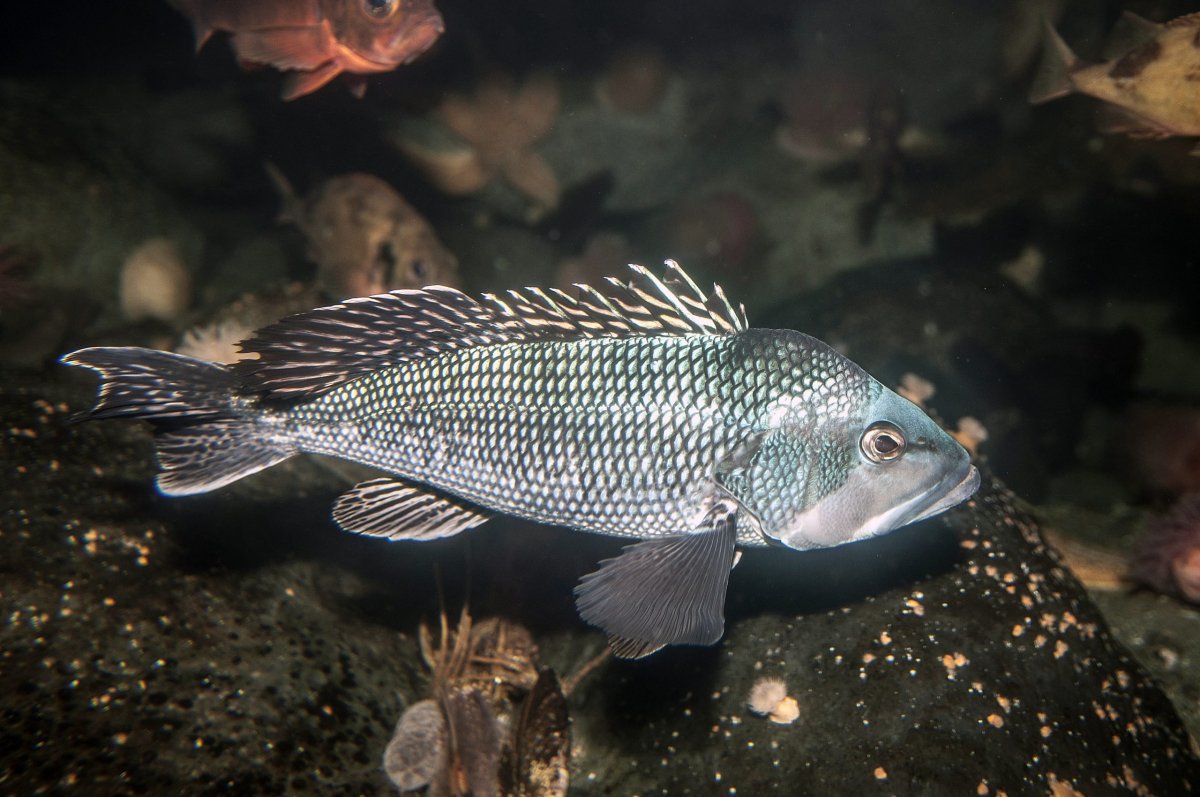 Sea Bass
