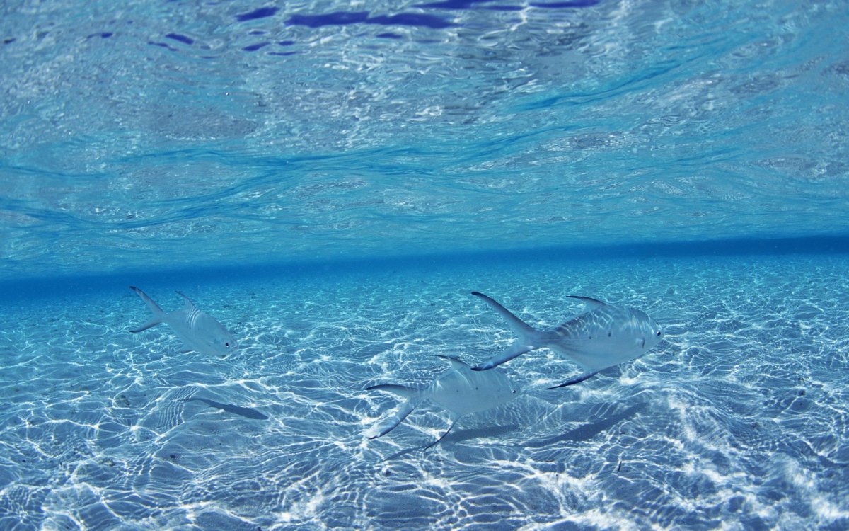 Прозрачная вода море