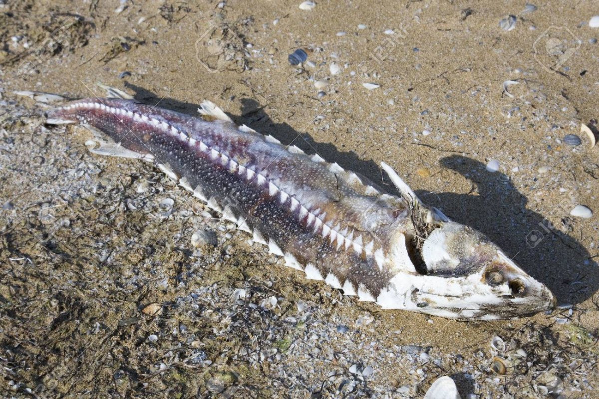 Хищники Каспийского моря