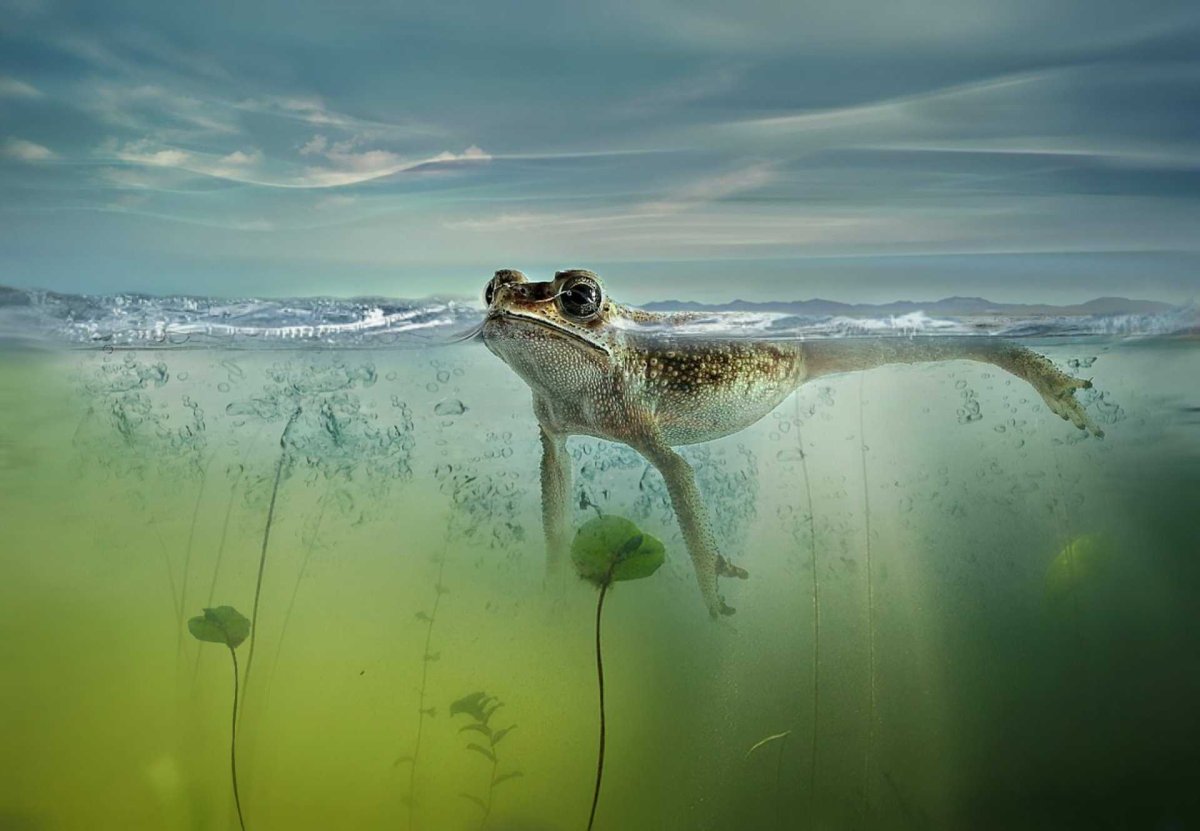 Животные под водой