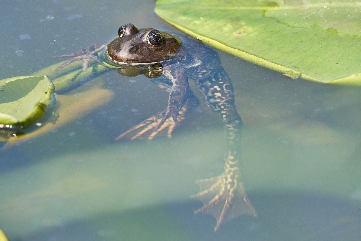Лягушка плавает в воде