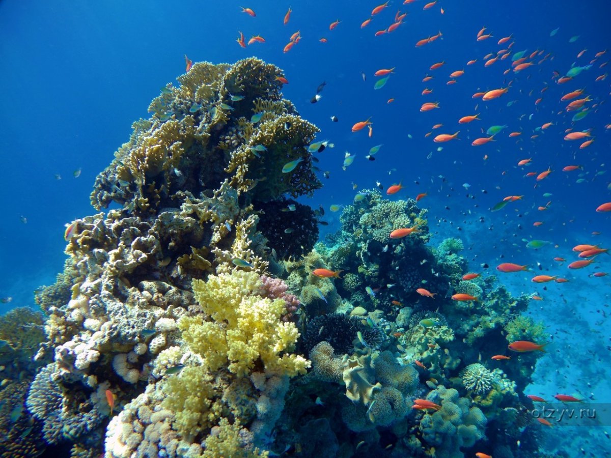 Красное море рифы Египет