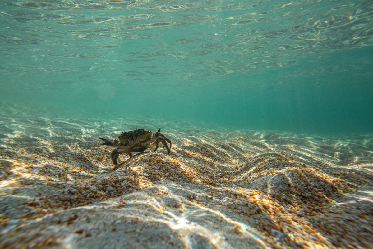 Крабы Азовского моря