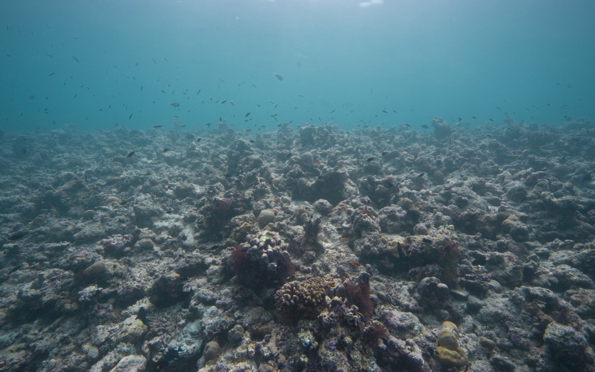 Подводный мир Азовского моря