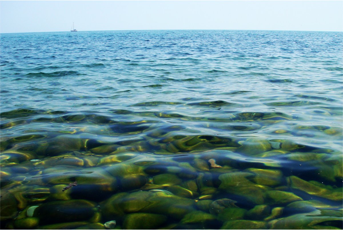 Водоросли черного моря Крым