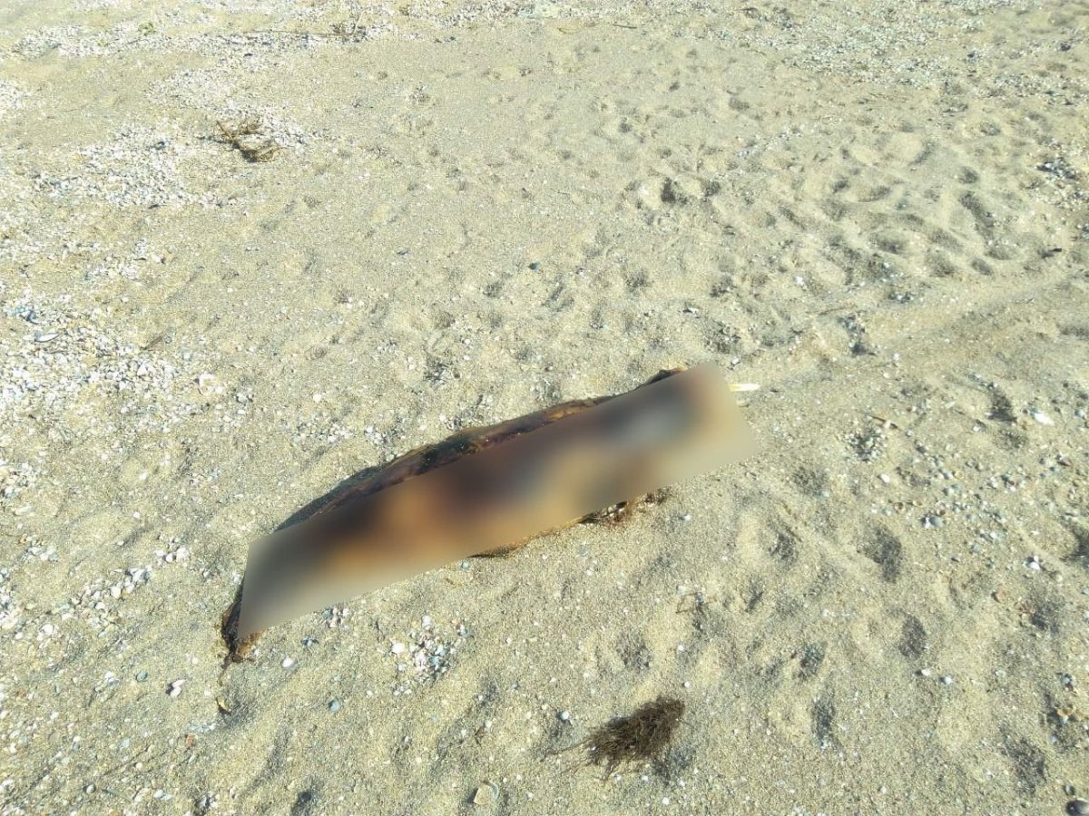 Морские обитатели Азовского моря