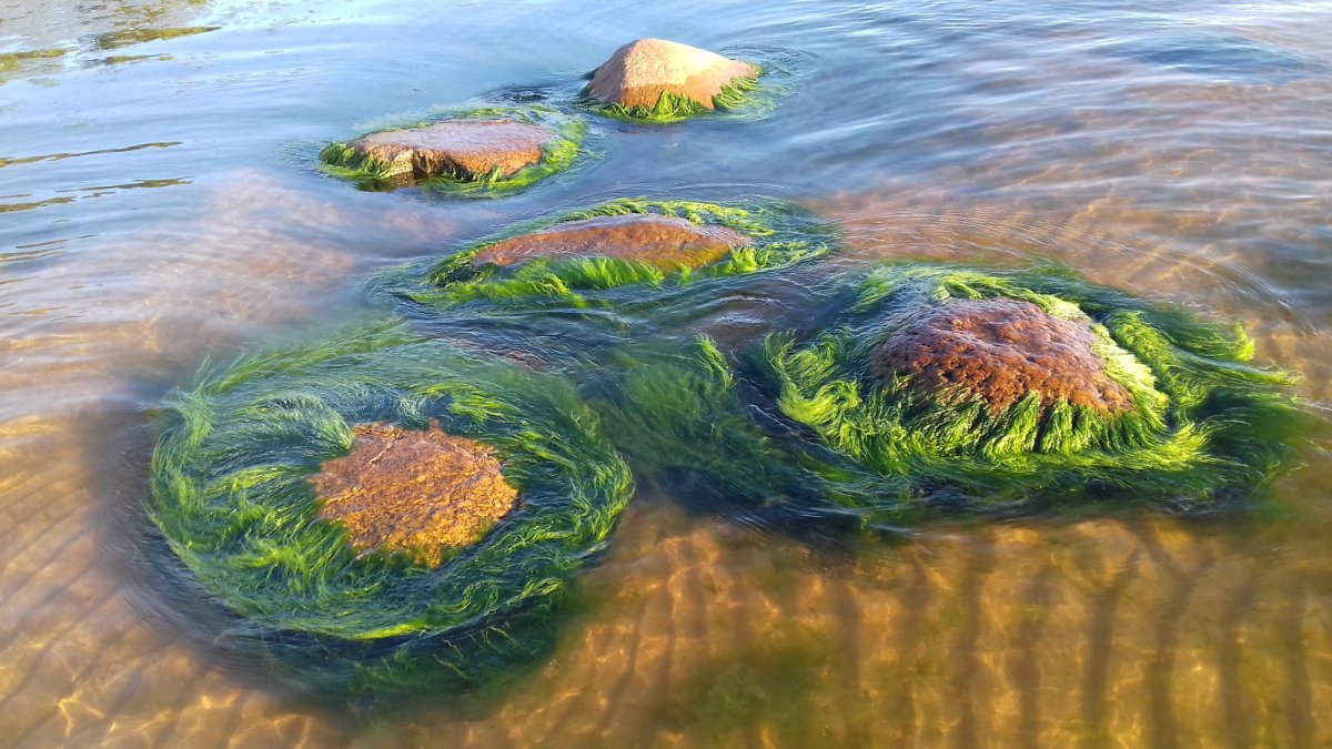 Термофилы зеленые водоросли