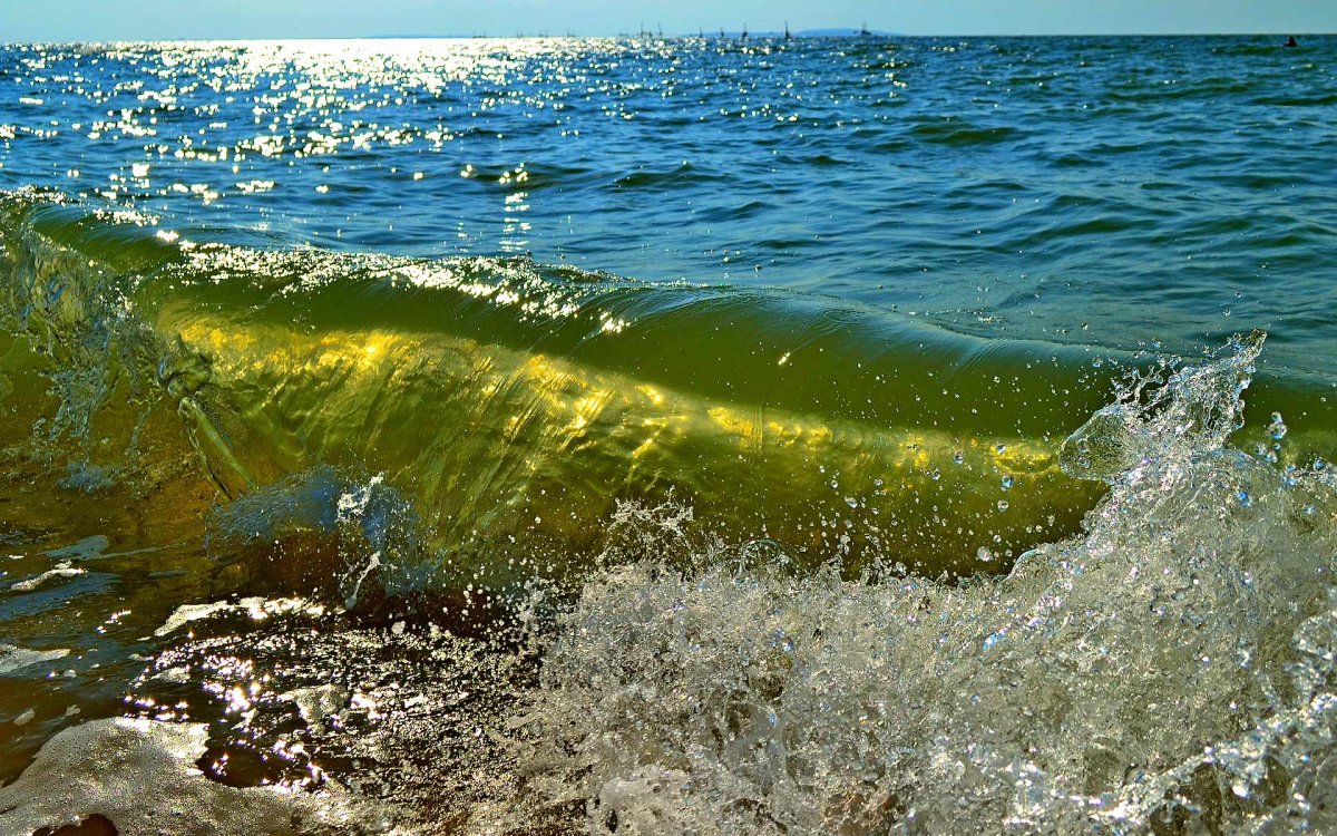 Азовское море природа