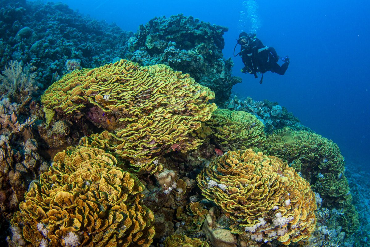 Судан красное море