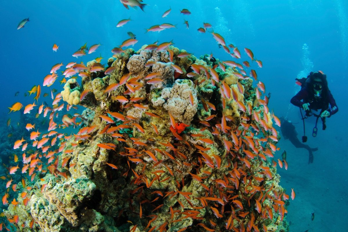 Иордания Акаба красное море