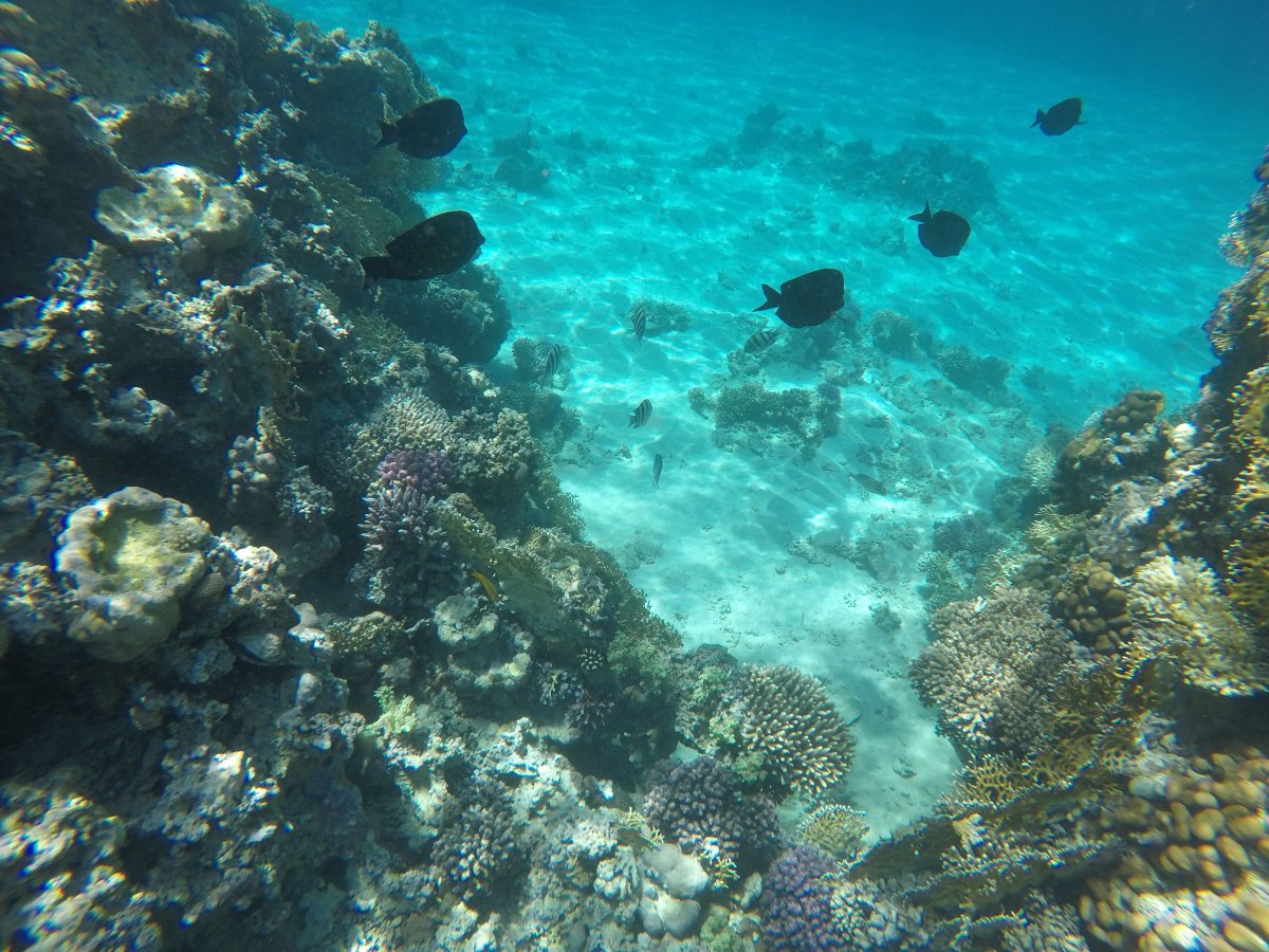 Шармаль Шейх море