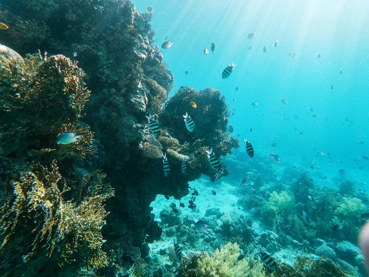 Египет Средиземное море снорклинг