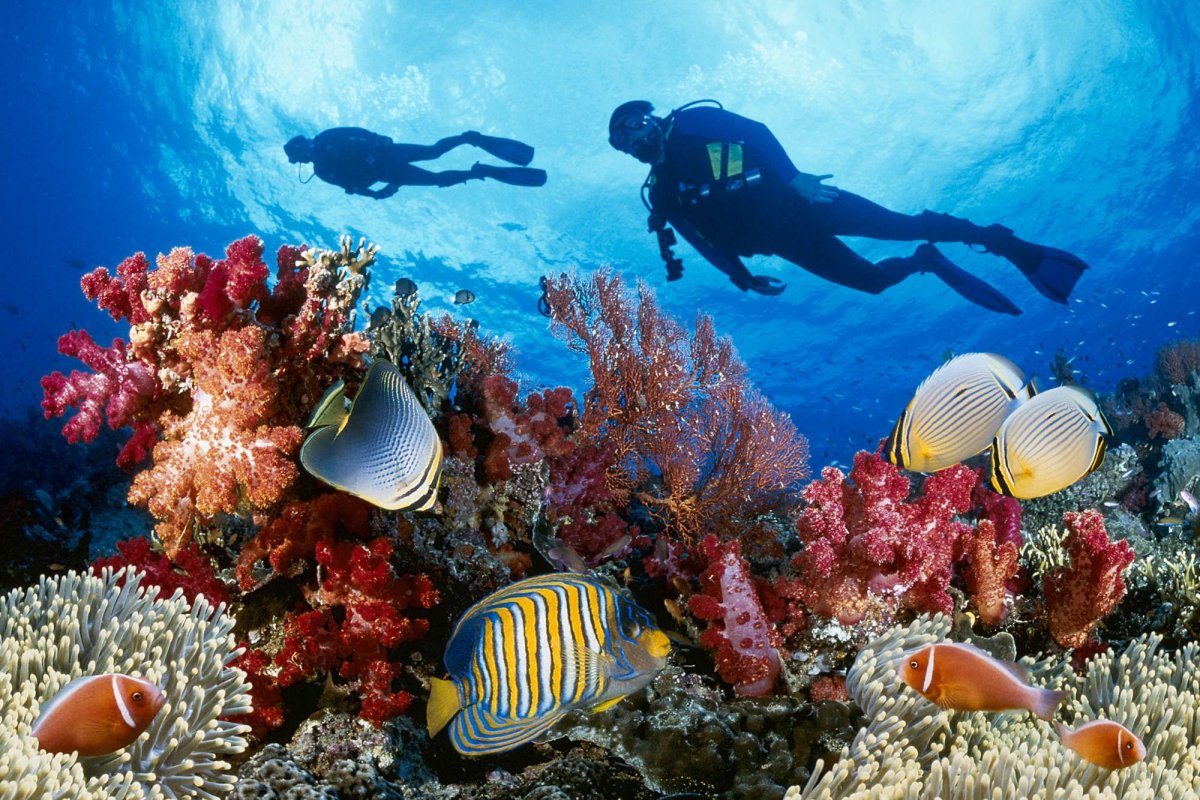 Египет красное море дайвинг