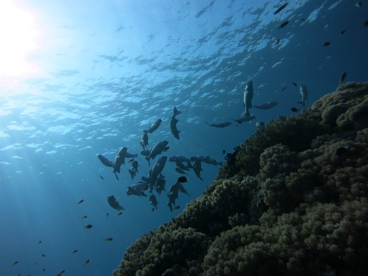 Подводный мир черного моря