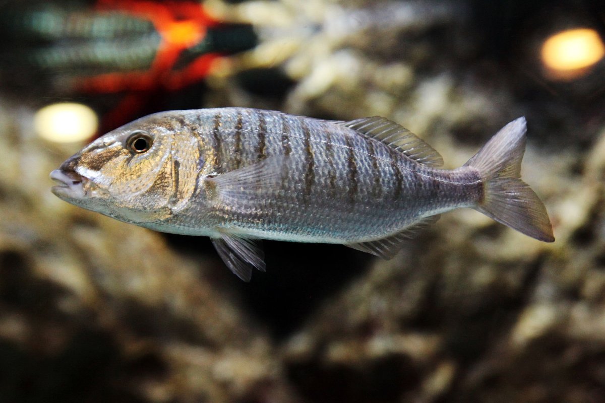 Lithognathus mormyrus