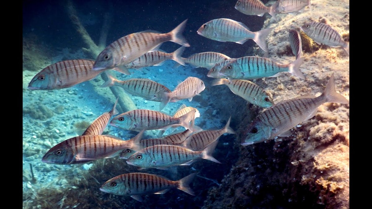Мормир Черноморский