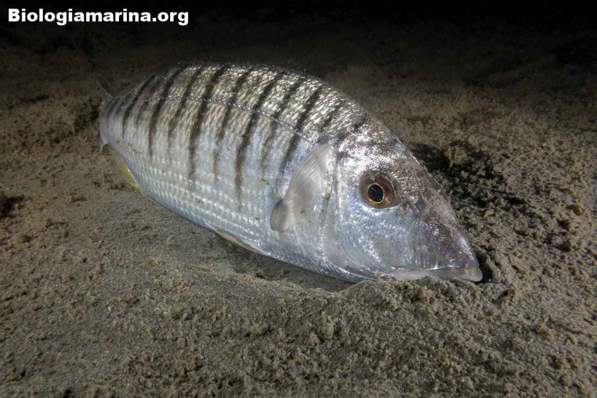 Lithognathus mormyrus