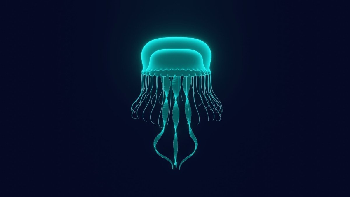 Jelly Fish модель