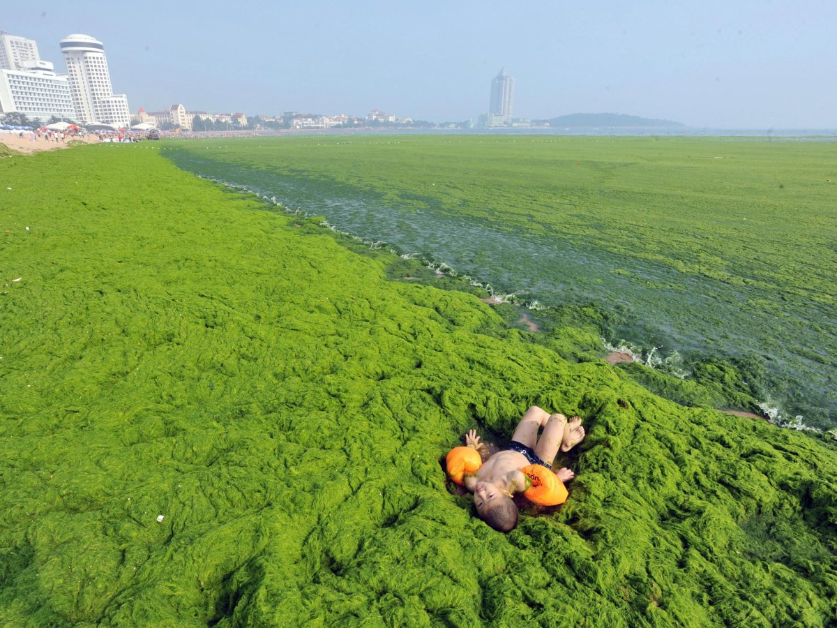 Нашествие зеленых водорослей в Китае