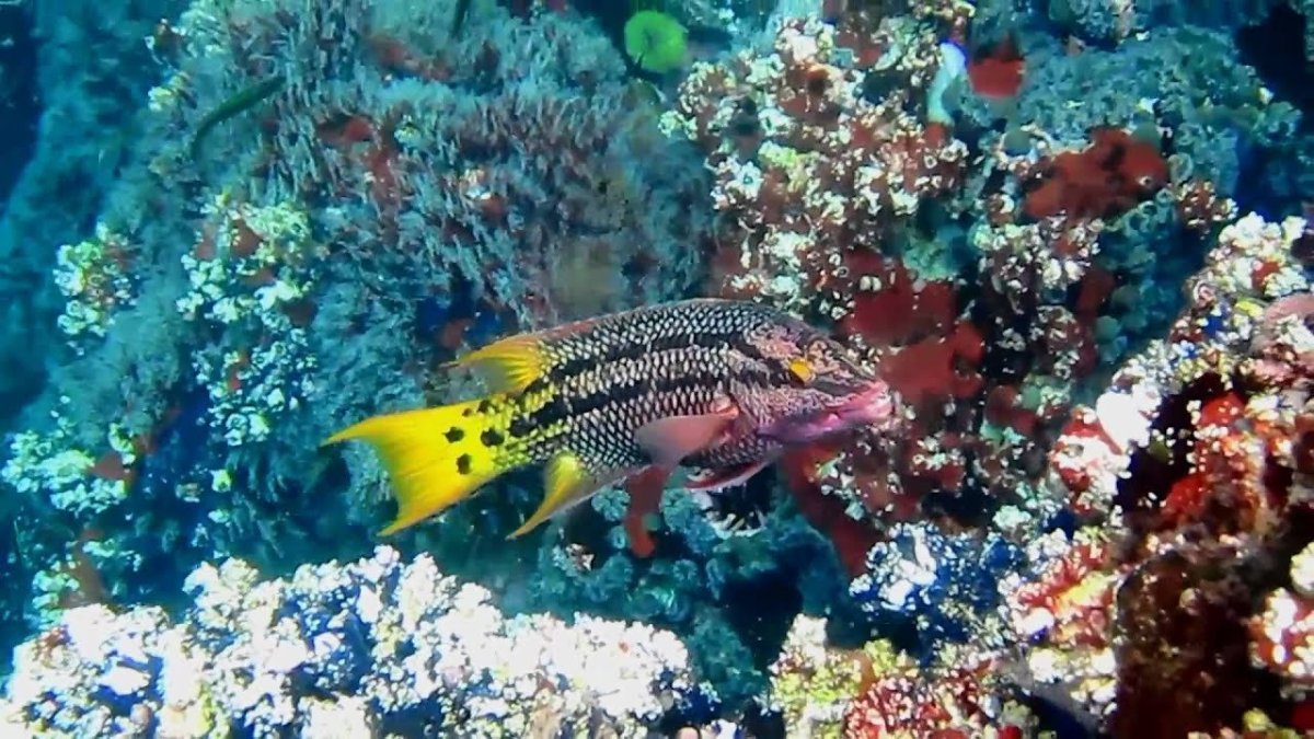 Подводный мир Эгейское море