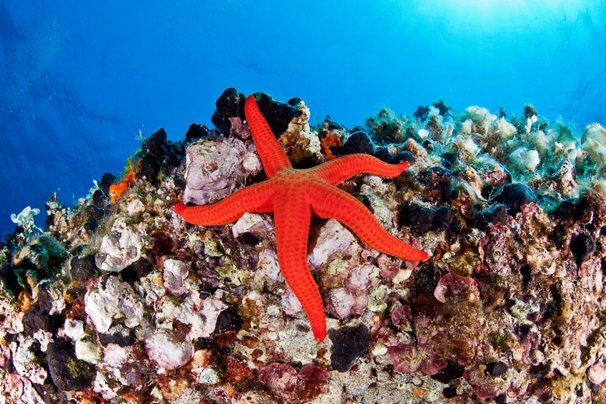 Средиземное море подводный мир