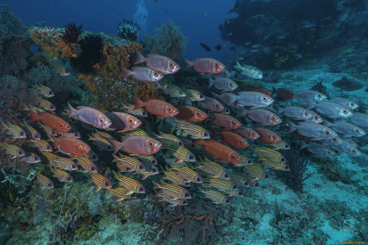 Рыбки Адриатического моря