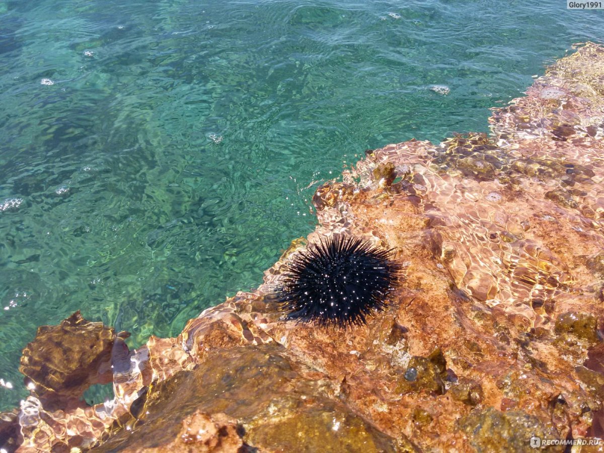 Эгейское море живность