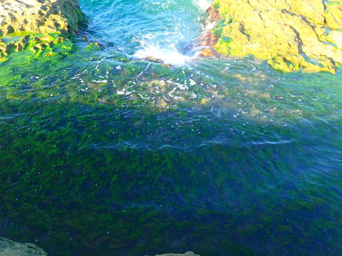 Каспийское море цветет