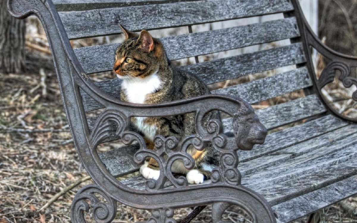 Кот на лавочке